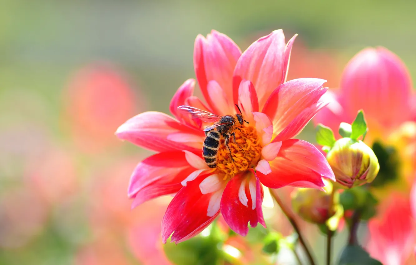 Фото обои пчела, розовый, георгин