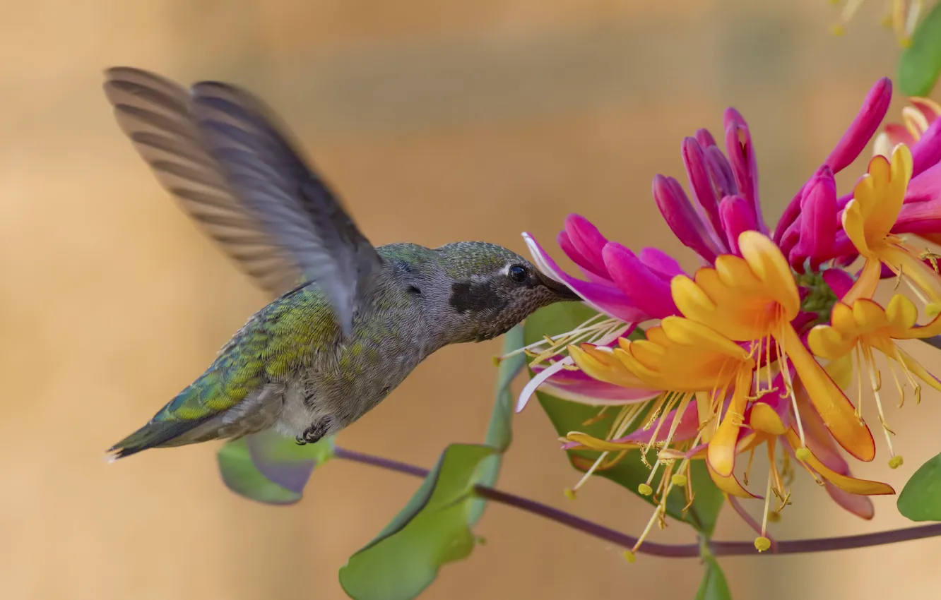 Фото обои цветок, птица, колибри, жимолость, Калипта Анны