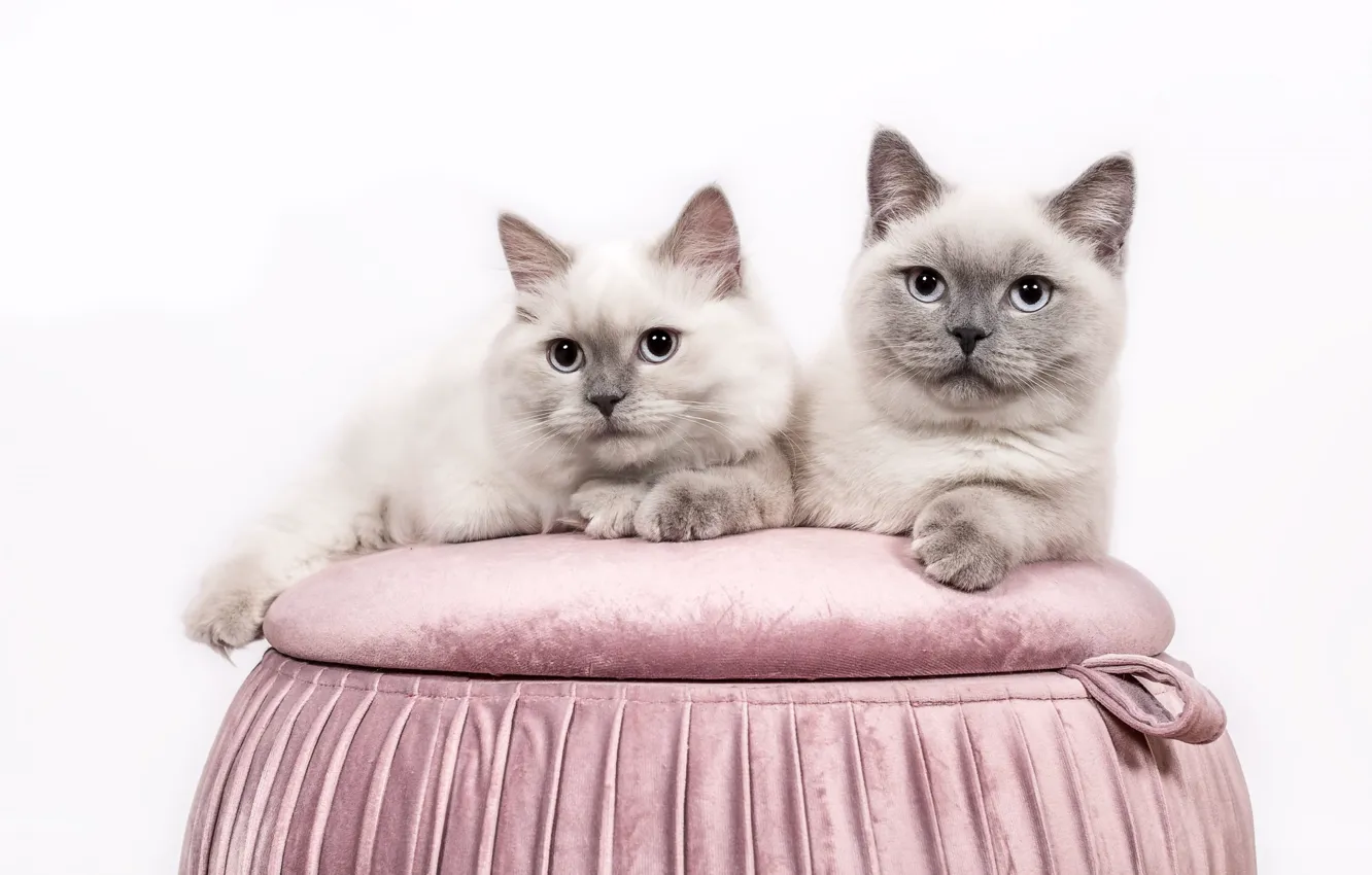 Фото обои взгляд, кошки, коты, пара, белый фон, голубые глаза, серые, парочка