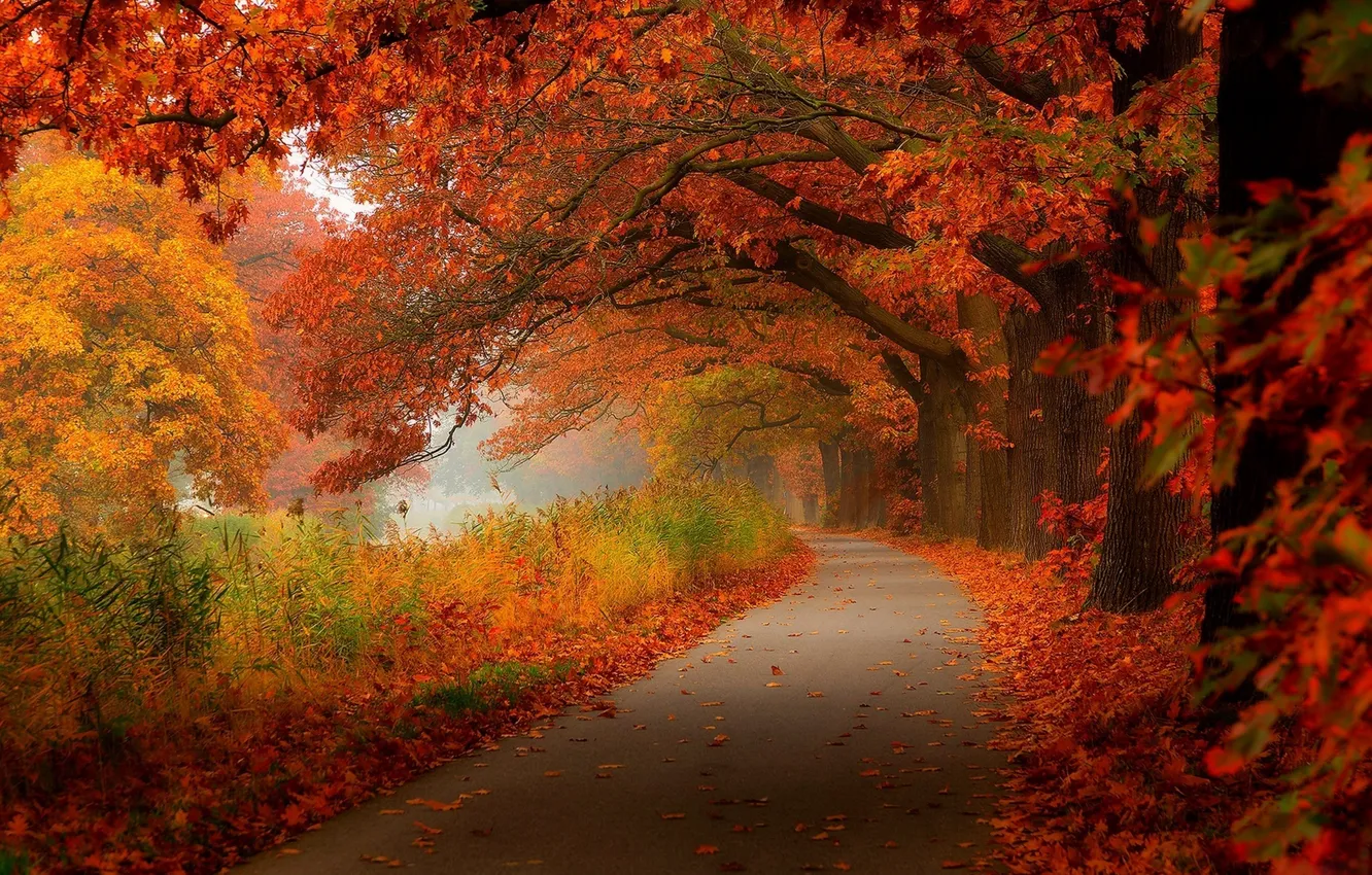 Фото обои осень, лес, листья, деревья, природа, парк, HDR, hdr