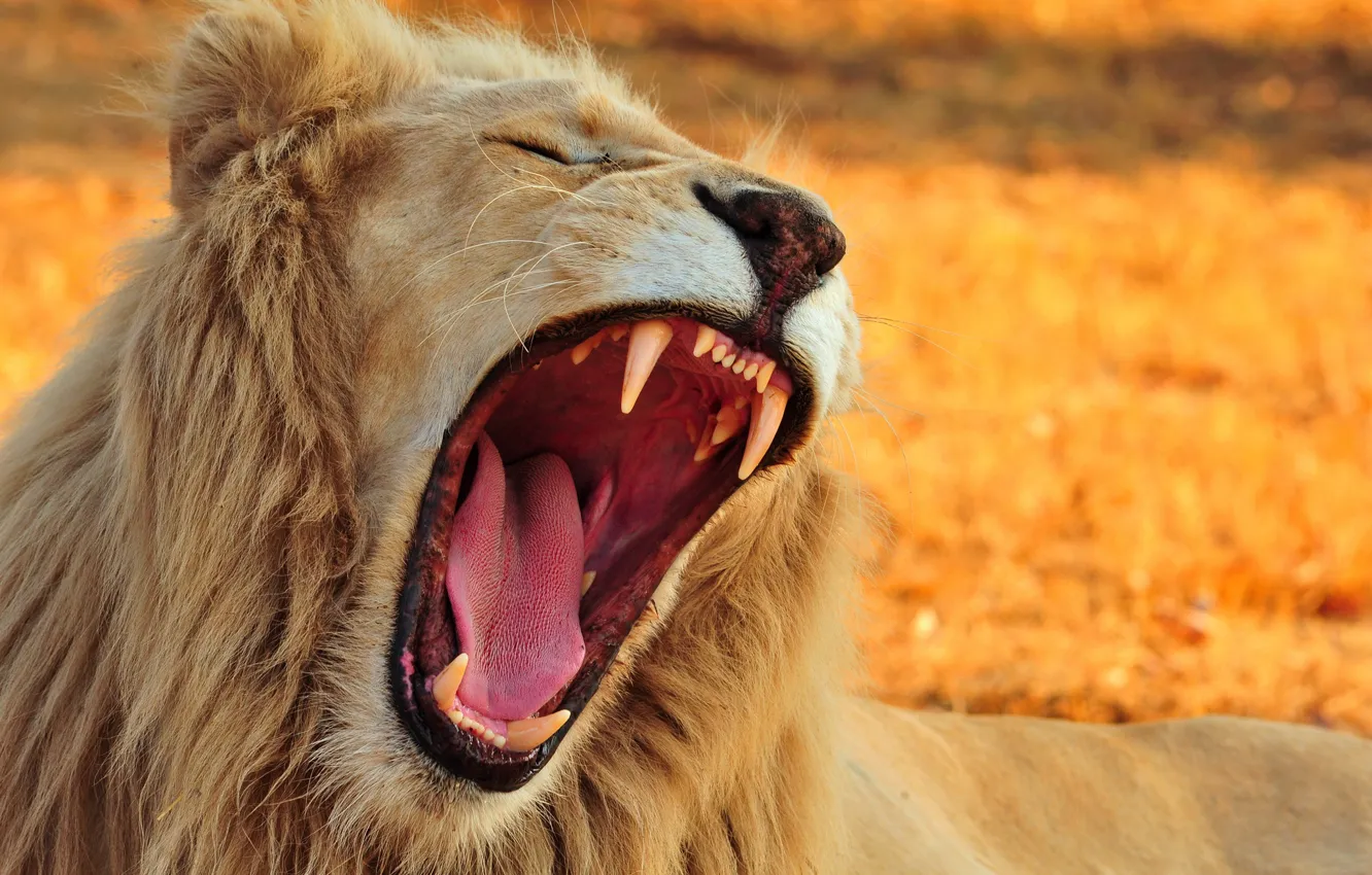 Фото обои лев, пасть, клыки, зевает