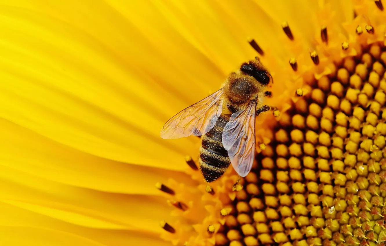Фото обои цветок, пчела, пыльца, подсолнух