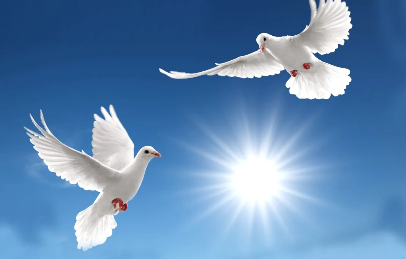 Фото обои sky, sun, pigeons