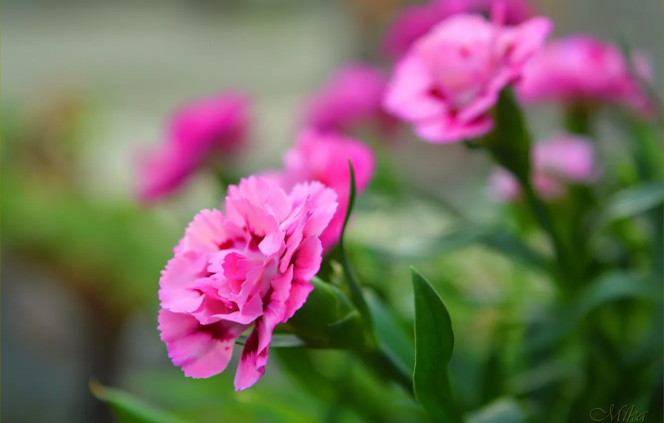 Фото обои Боке, Гвоздики, Pink flowers, Carnations, Розовые цветы