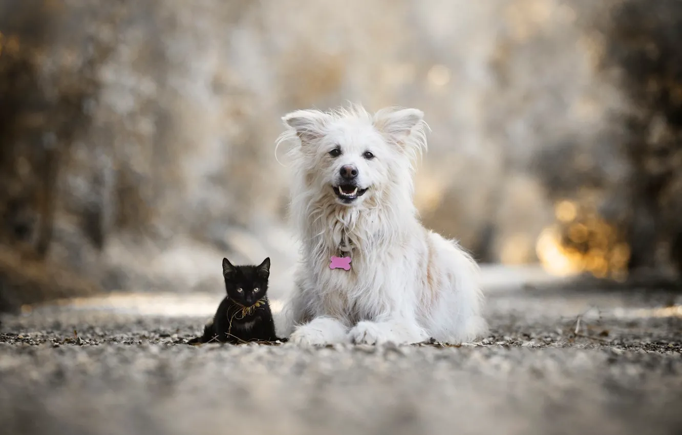 Фото обои котенок, собака, друзья, боке, чёрный котёнок