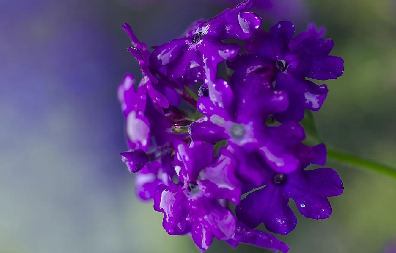 Фото обои цветок, фиолетовый, вода, капли, макро, растение, лепестки