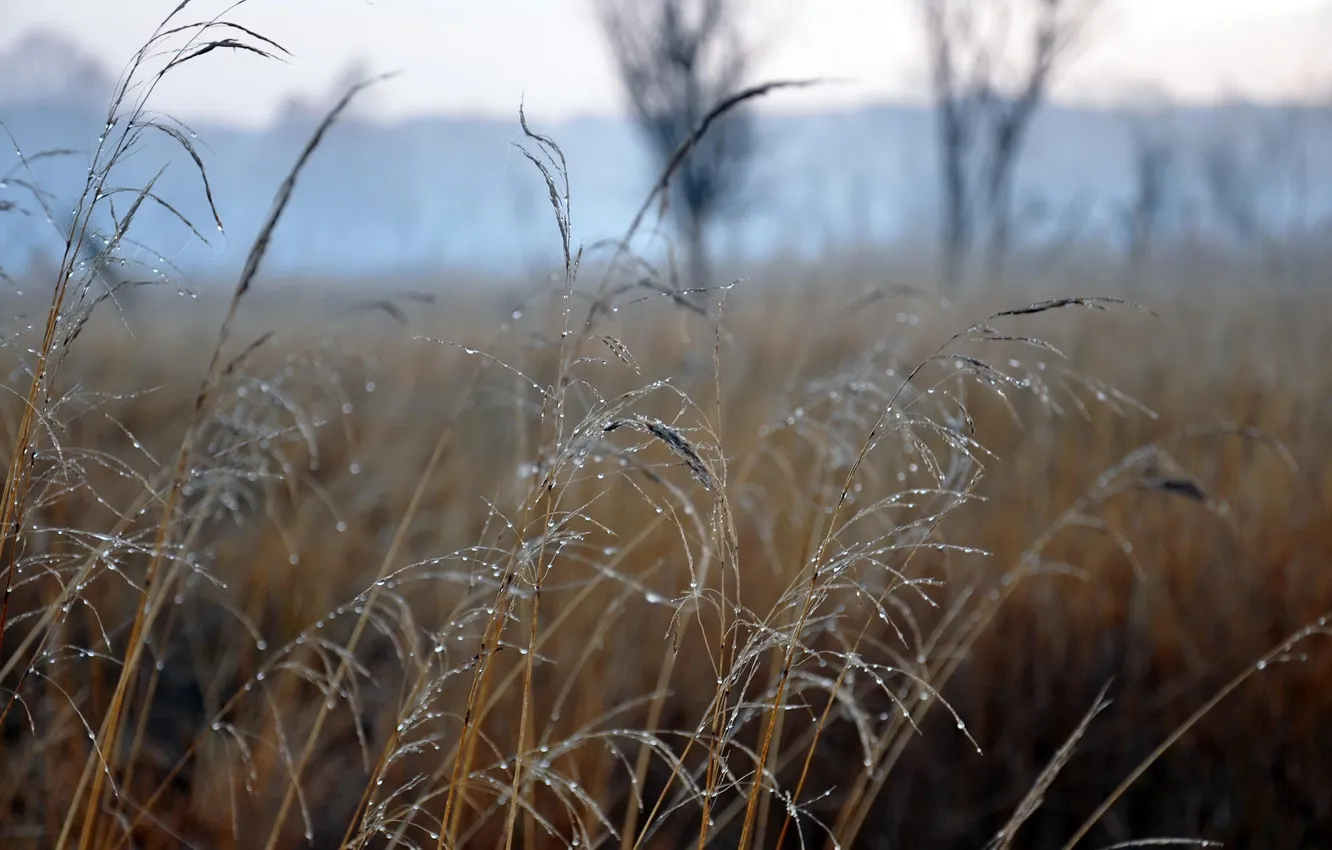 Фото обои роса, травинки, в поле, тоненькие, туманное утро.