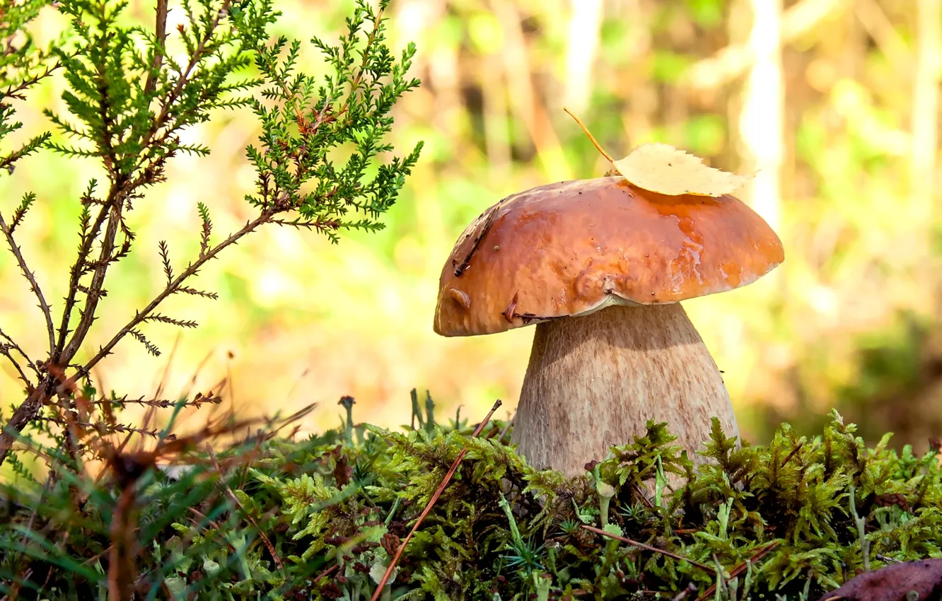Фото обои макро, мох, белый гриб, боровик