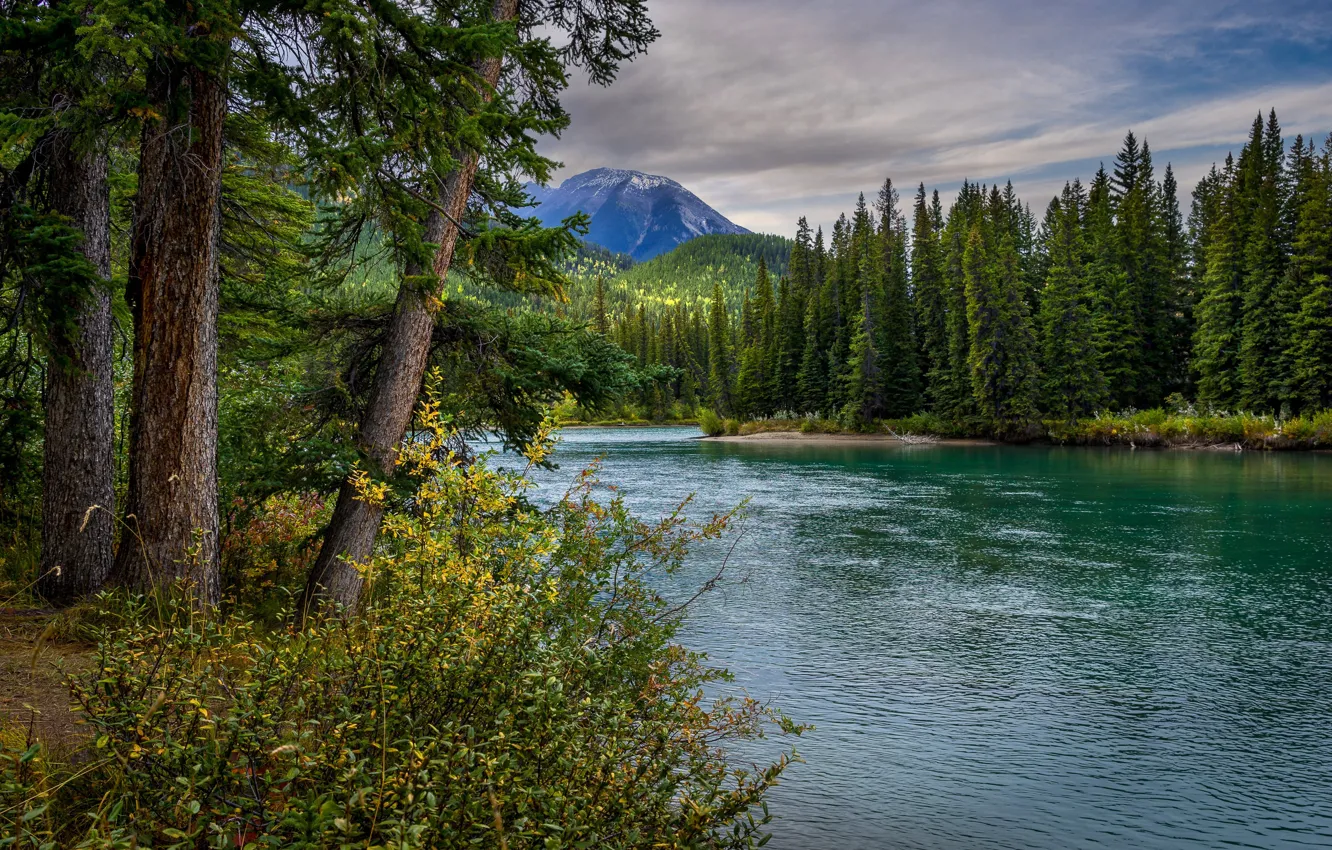 Фото обои деревья, пейзаж, горы, природа, река, Канада, Альберта, леса