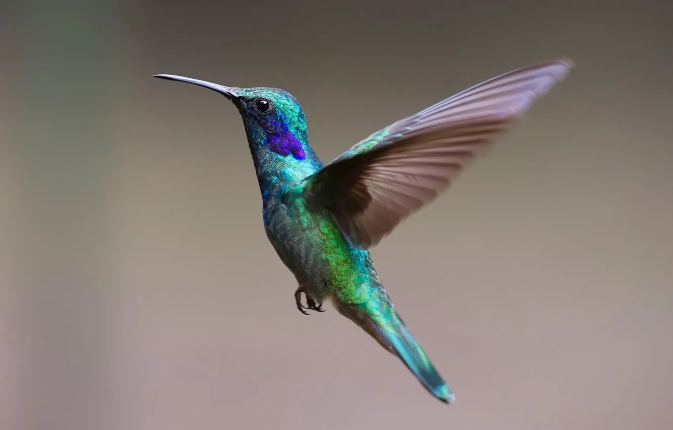 Фото обои красота, колибри, серый фон, beauty, яркое оперение, hummingbird, gray background, small bird