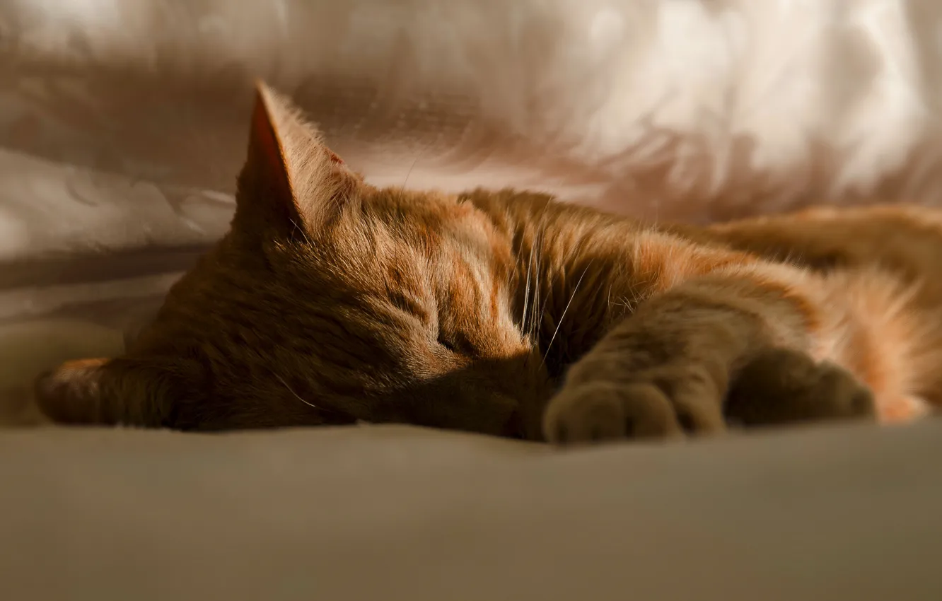 Фото обои кошка, кот, морда, сон, рыжий, спит, постель