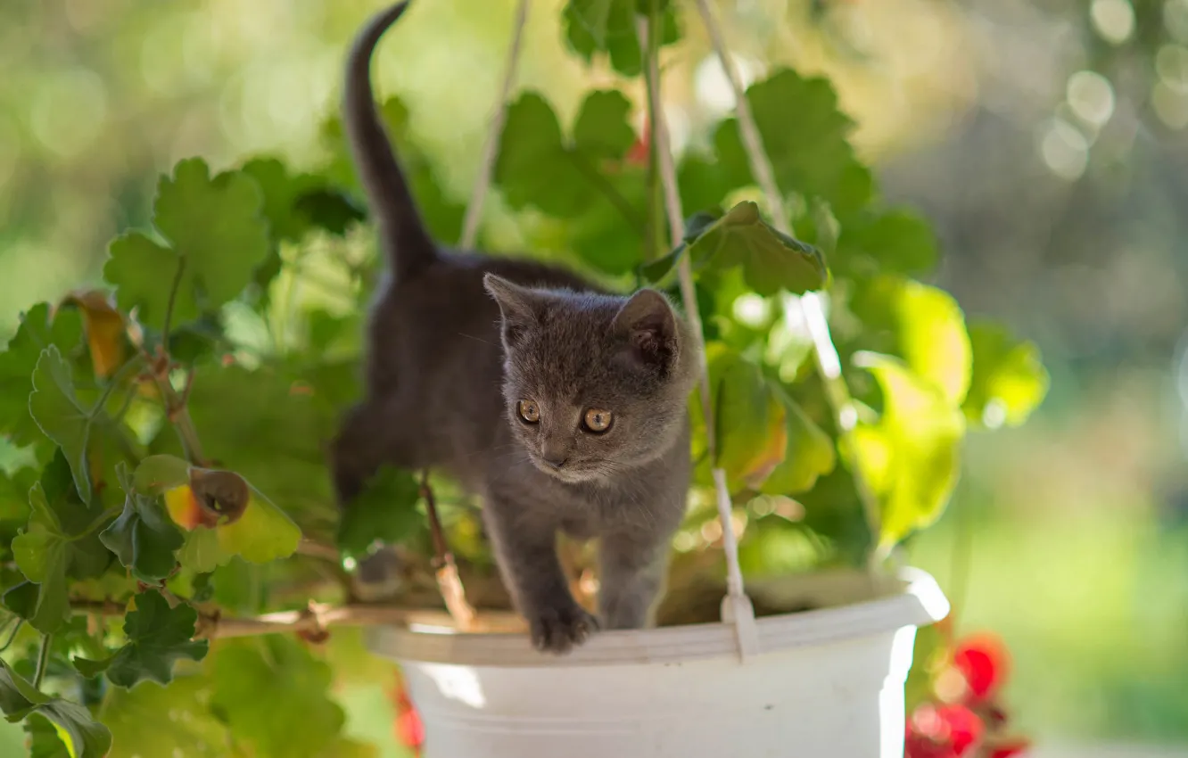 Фото обои зелень, кошка, взгляд, листья, свет, цветы, поза, котенок