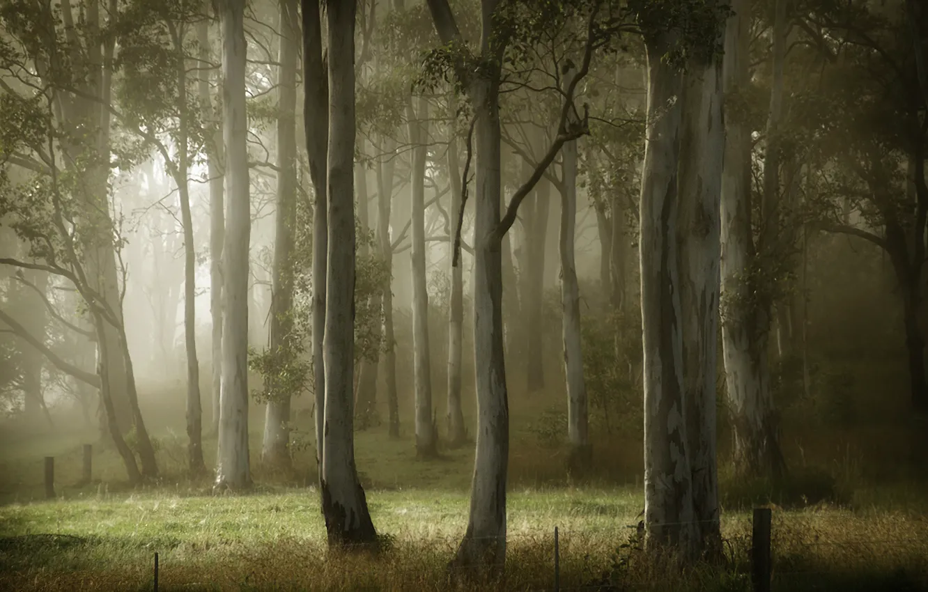 Фото обои лето, деревья, туман