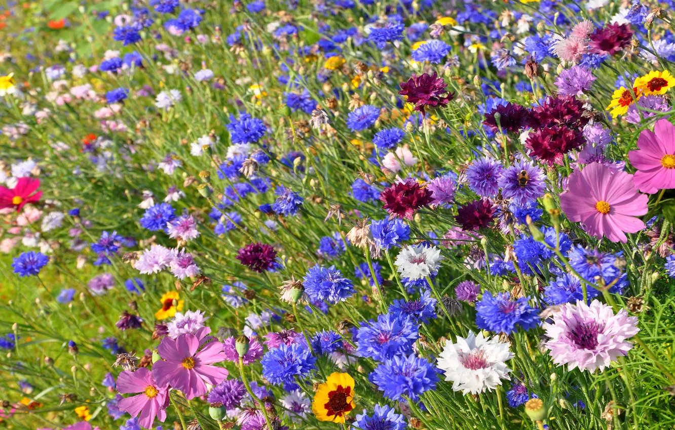 Фото обои зелень, поле, лето, цветы, поляна, яркие, луг, голубые