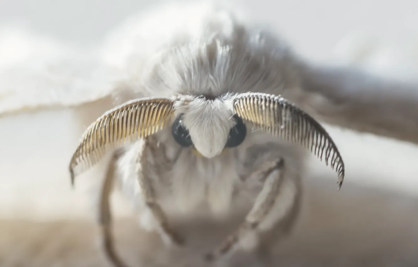 Фото обои макро, насекомое, Mariposa del Gusano de Seda, Butterfly of silkworm