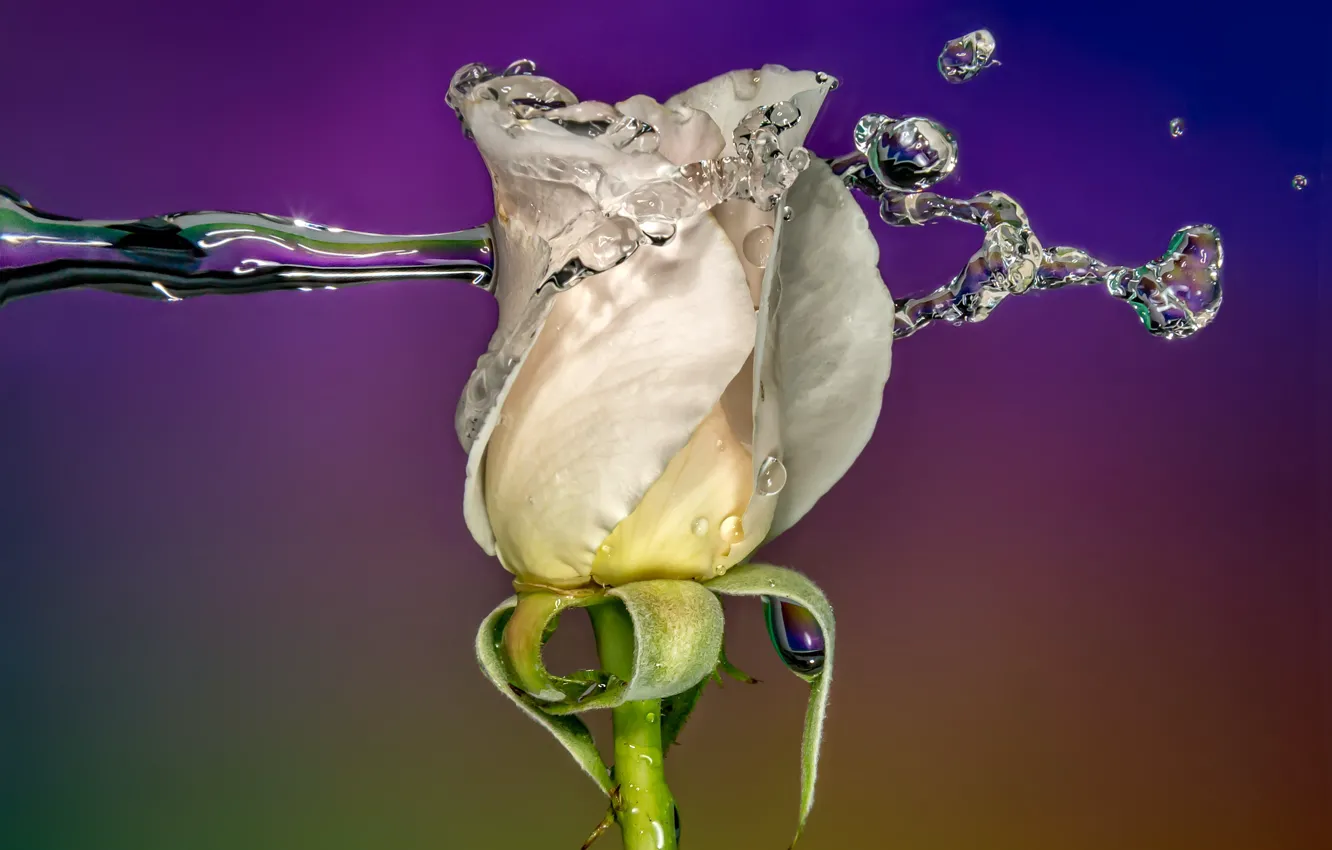 Фото обои rose, water, macro, splash
