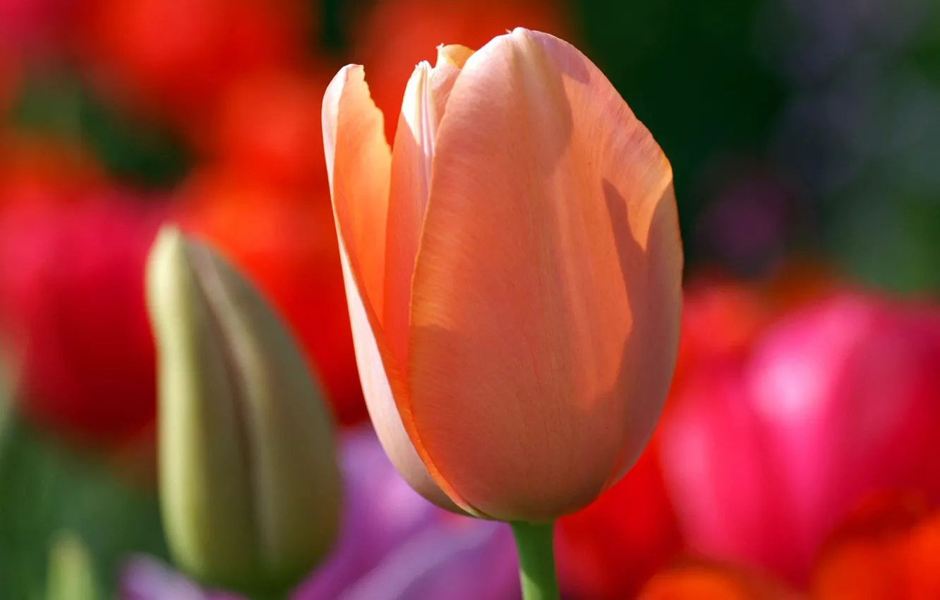 Фото обои тюльпан, весна, лепестки