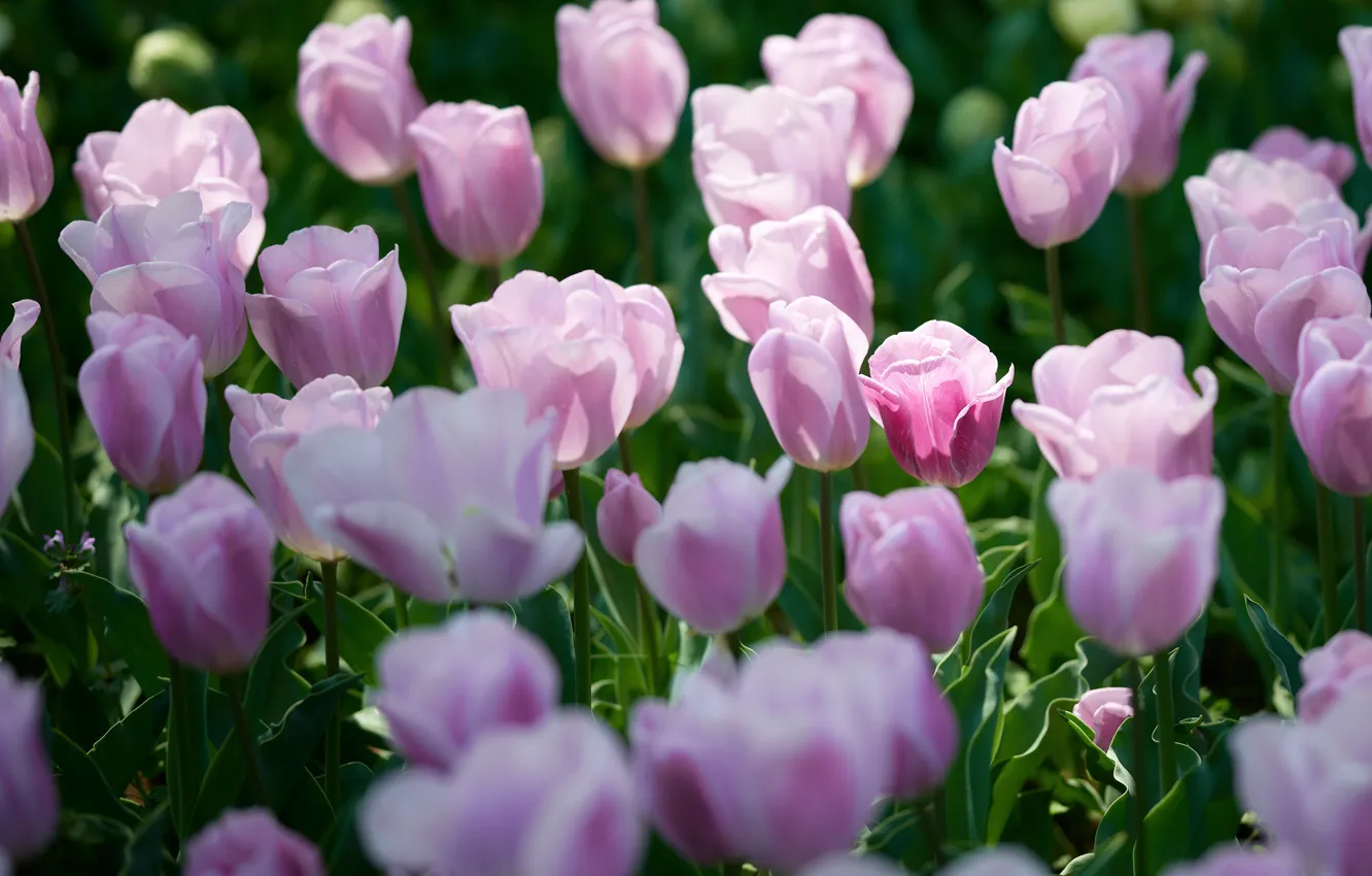 Фото обои свет, тюльпаны, розовые, клумба, много