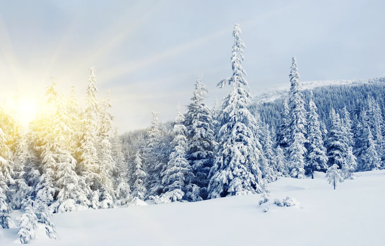 Фото обои зима, солнце, снег, елки, ели, сосны, север, winter