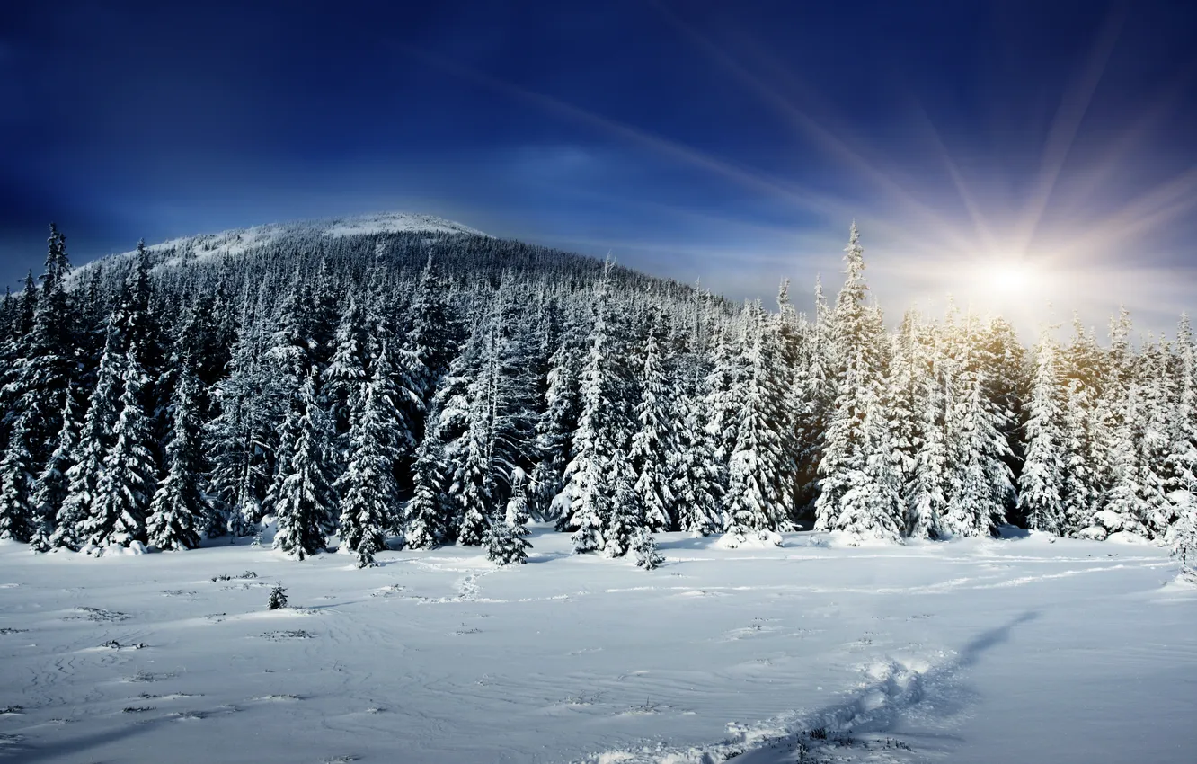 Фото обои зима, лес, солнце, снег, ёлки