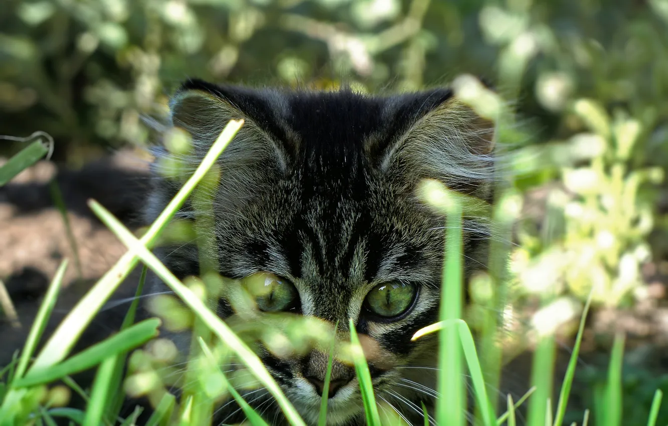 Фото обои трава, котенок, пушистый