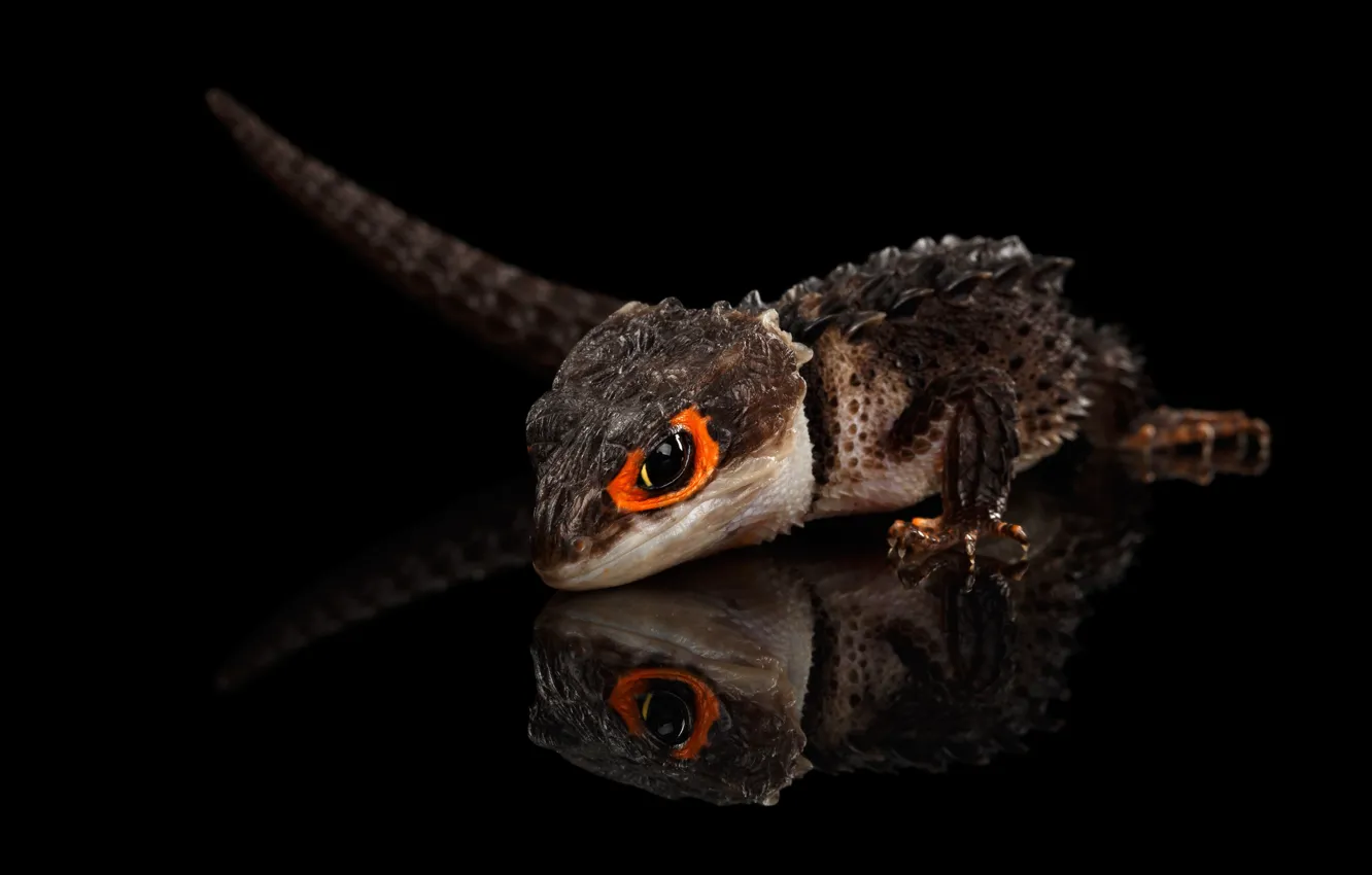 Фото обои lizard, scales, big eyes