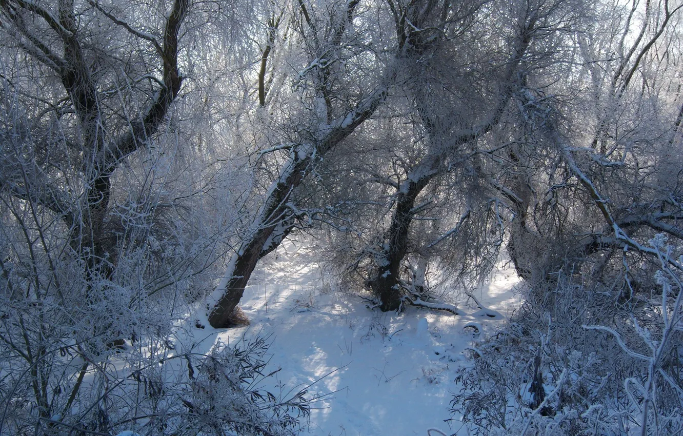 Фото обои лес, снег, Meduzanol ©, зима 2010, 27 января