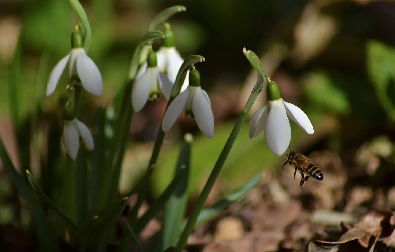 Фото обои макро, пчела, весна, подснежники, насекомое