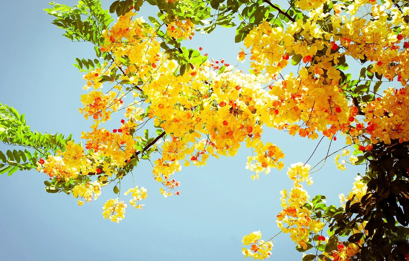 Фото обои желтый, природа, дерево, листва
