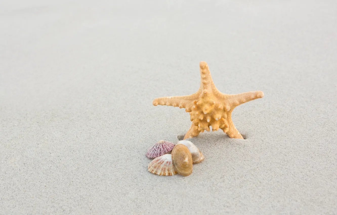 Фото обои песок, море, пляж, лето, природа, ракушки, морская звезда