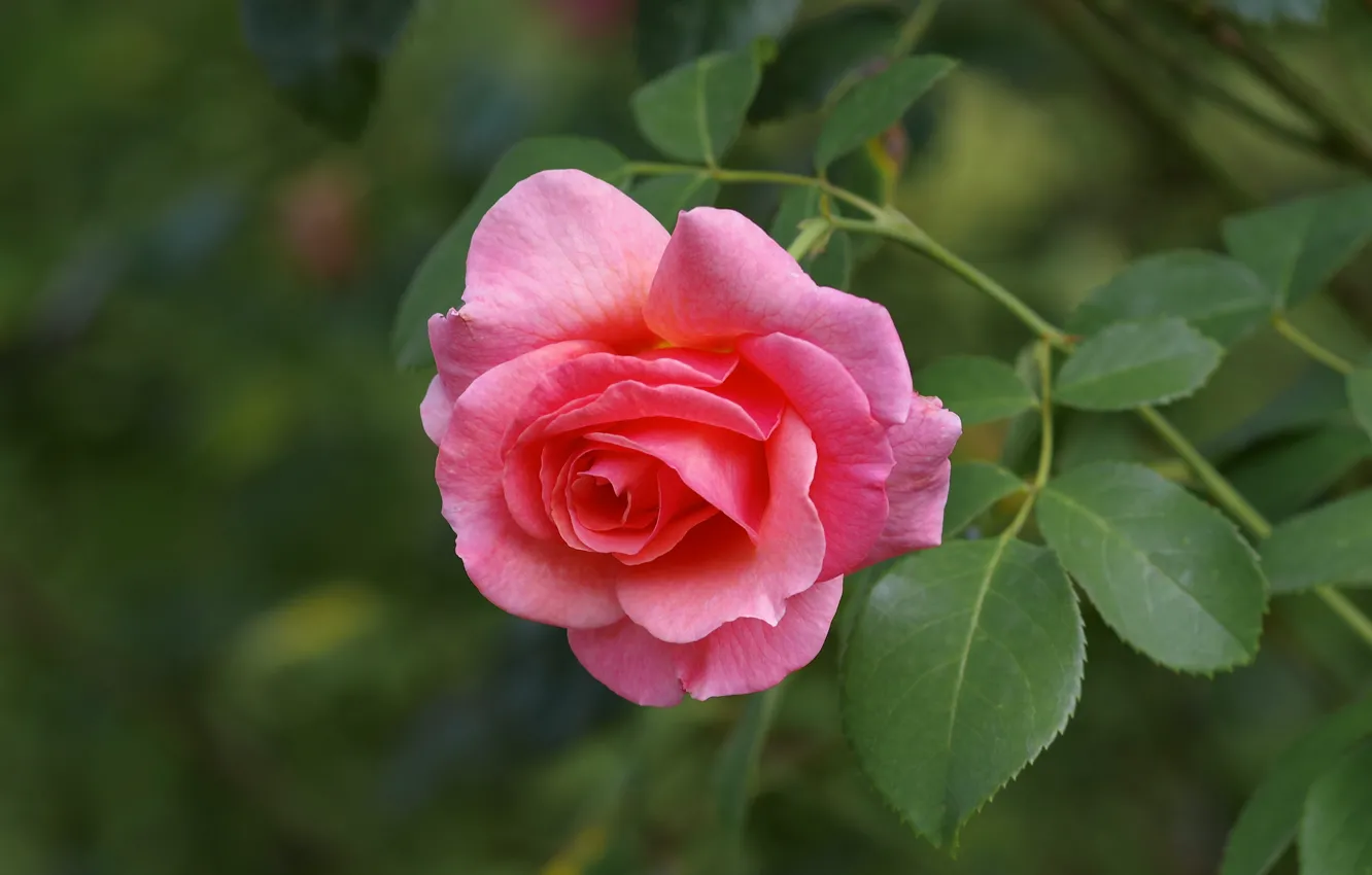 Фото обои макро, роза, бутон, розовая роза