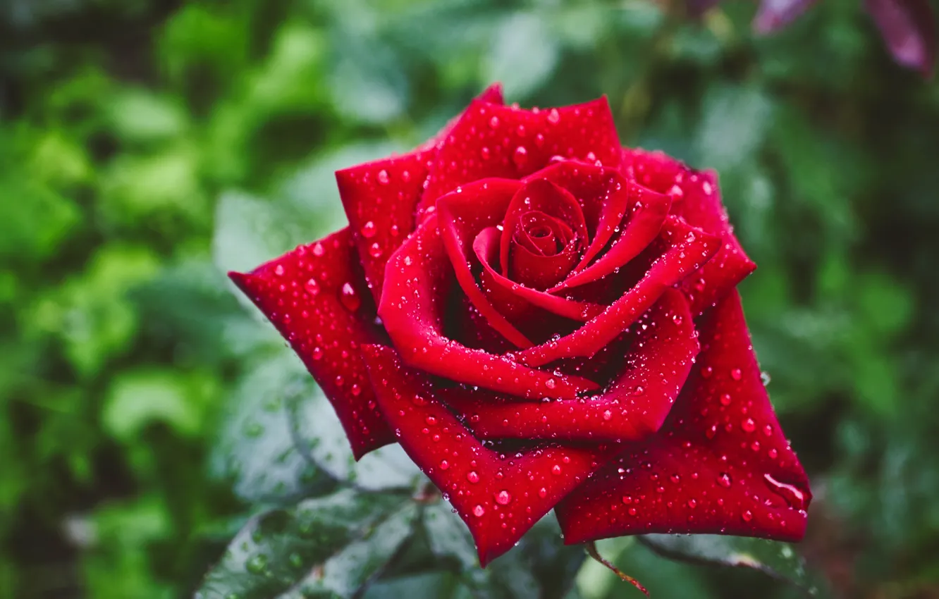 Фото обои цветок, капли, роза, сад, красная, размытый фон