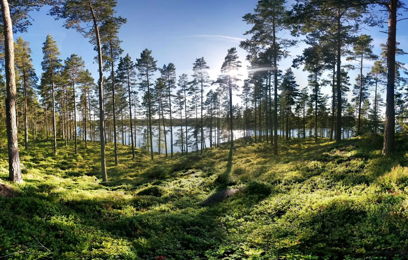 Фото обои зелень, лес, трава, солнце, деревья, озеро, берег, Швеция