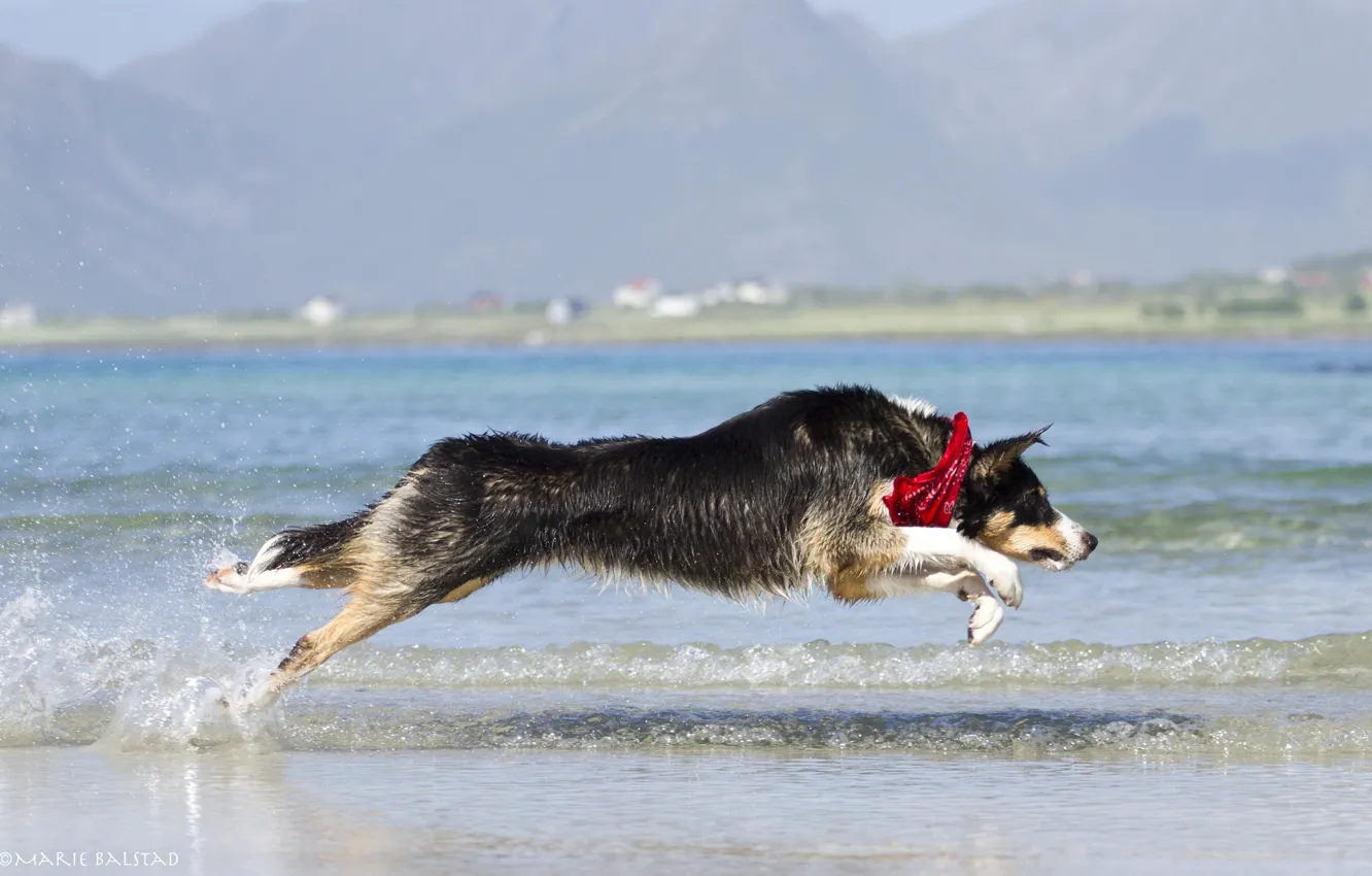 Фото обои вода, брызги, прыжок, берег, игра, волна, собака, бег