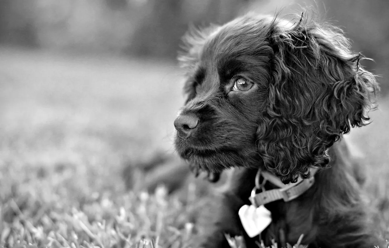 Фото обои трава, взгляд, черно-белый, собака, пес, грустные глаза