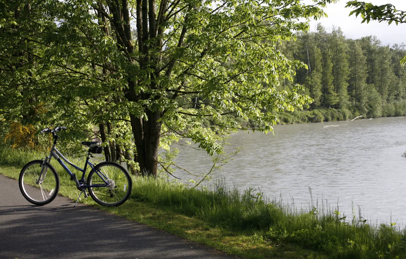 Фото обои дорога, лес, природа, велосипед, озеро, bike, привал