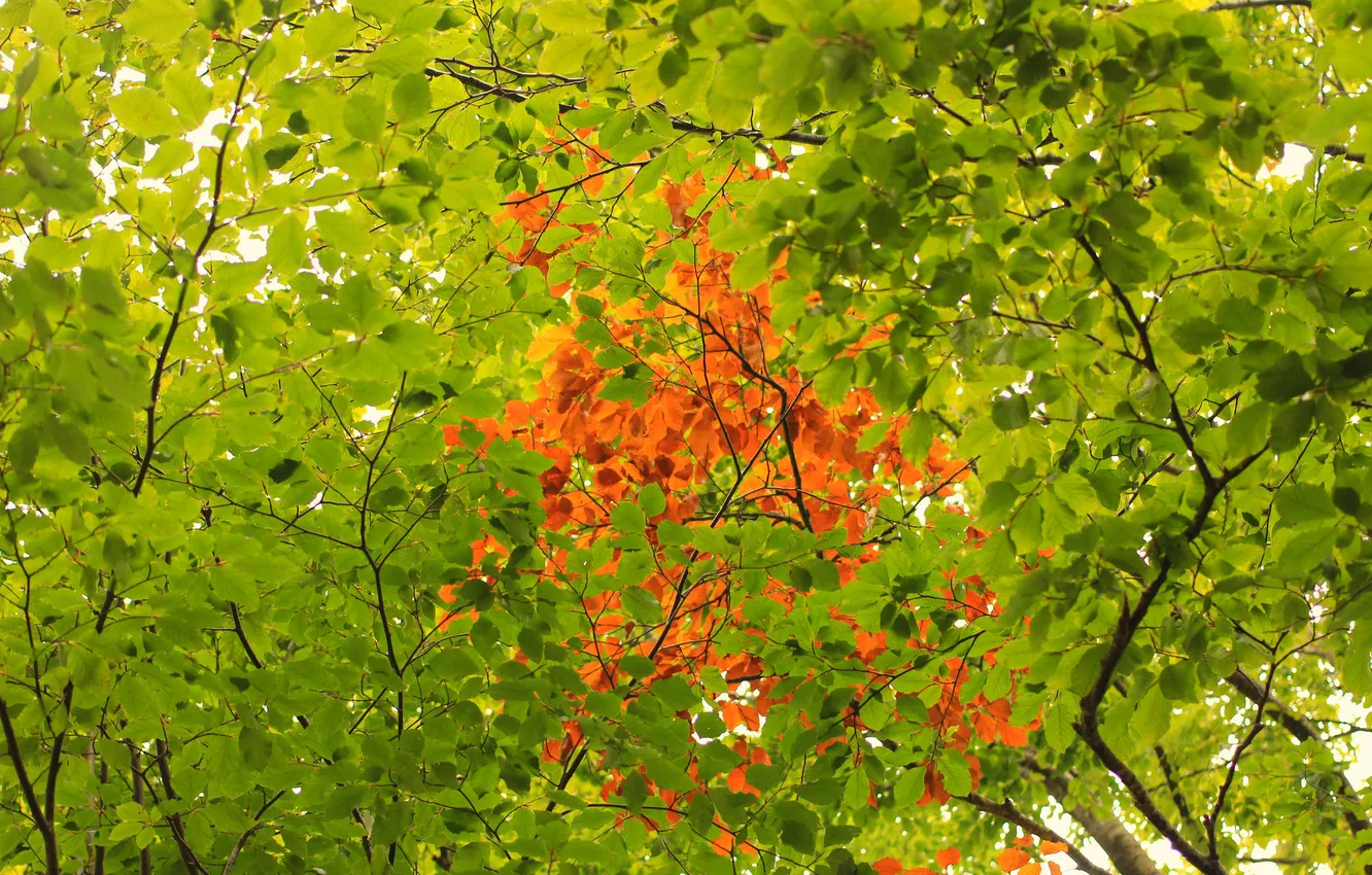 Фото обои осень, листья, деревья, текстура