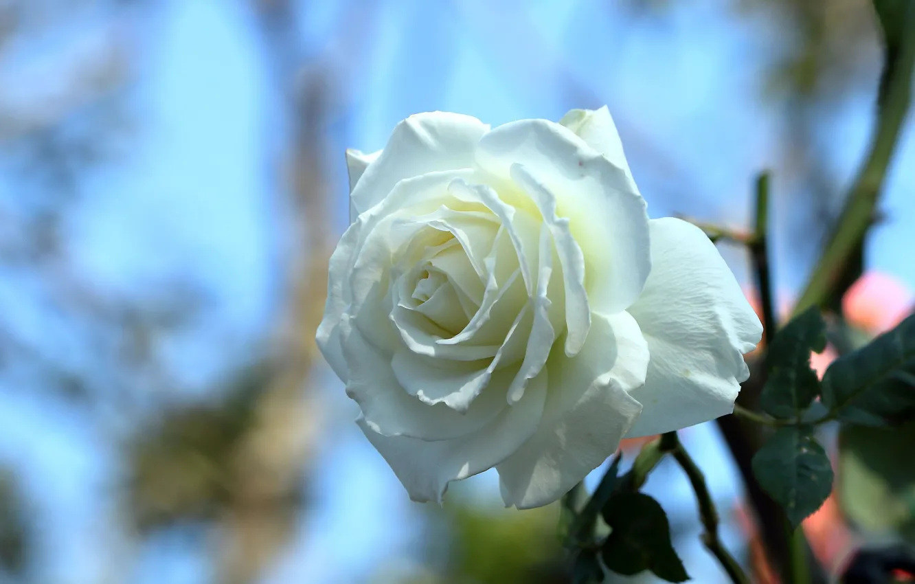 Фото обои роза, бутон, боке, белая роза