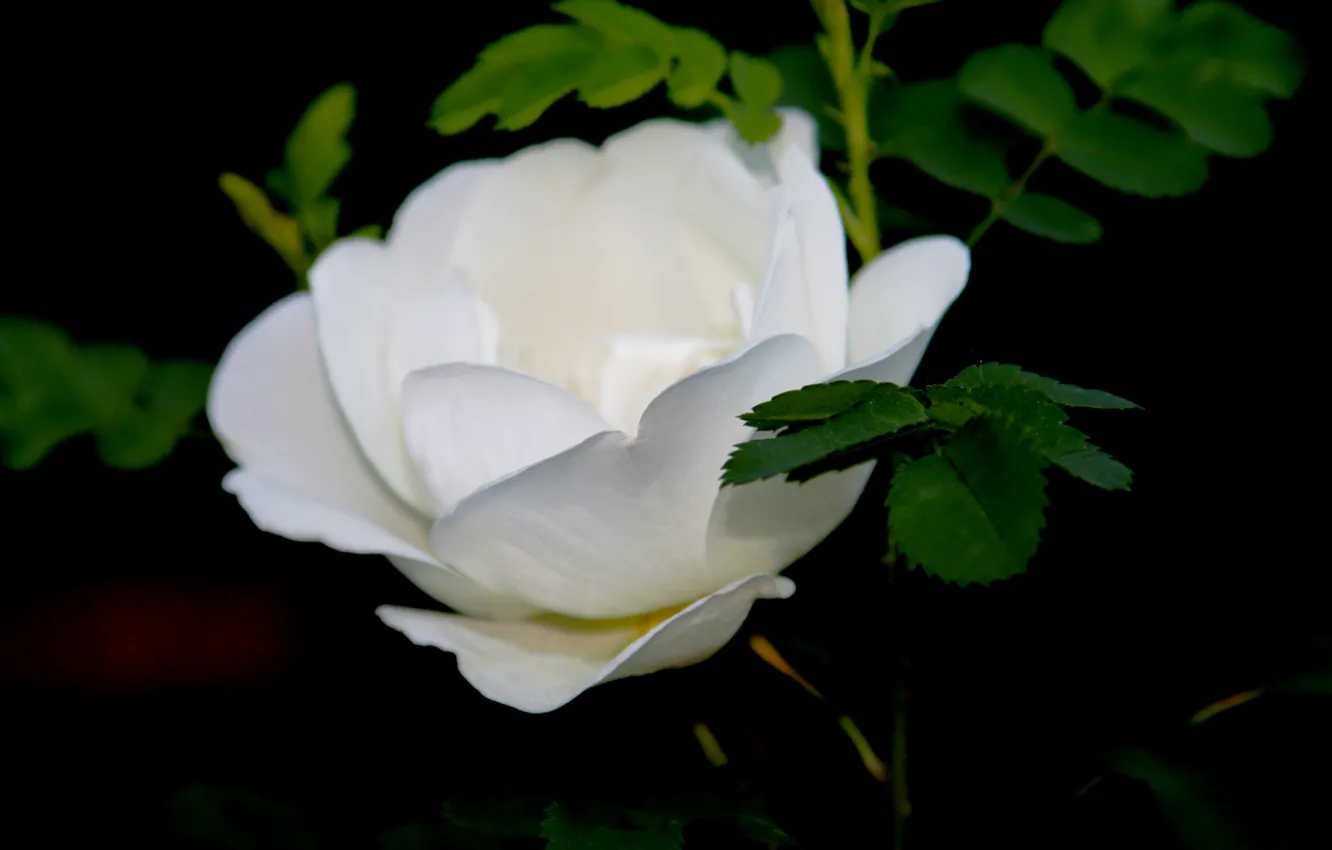 Фото обои макро, белый шиповник, роза дикая