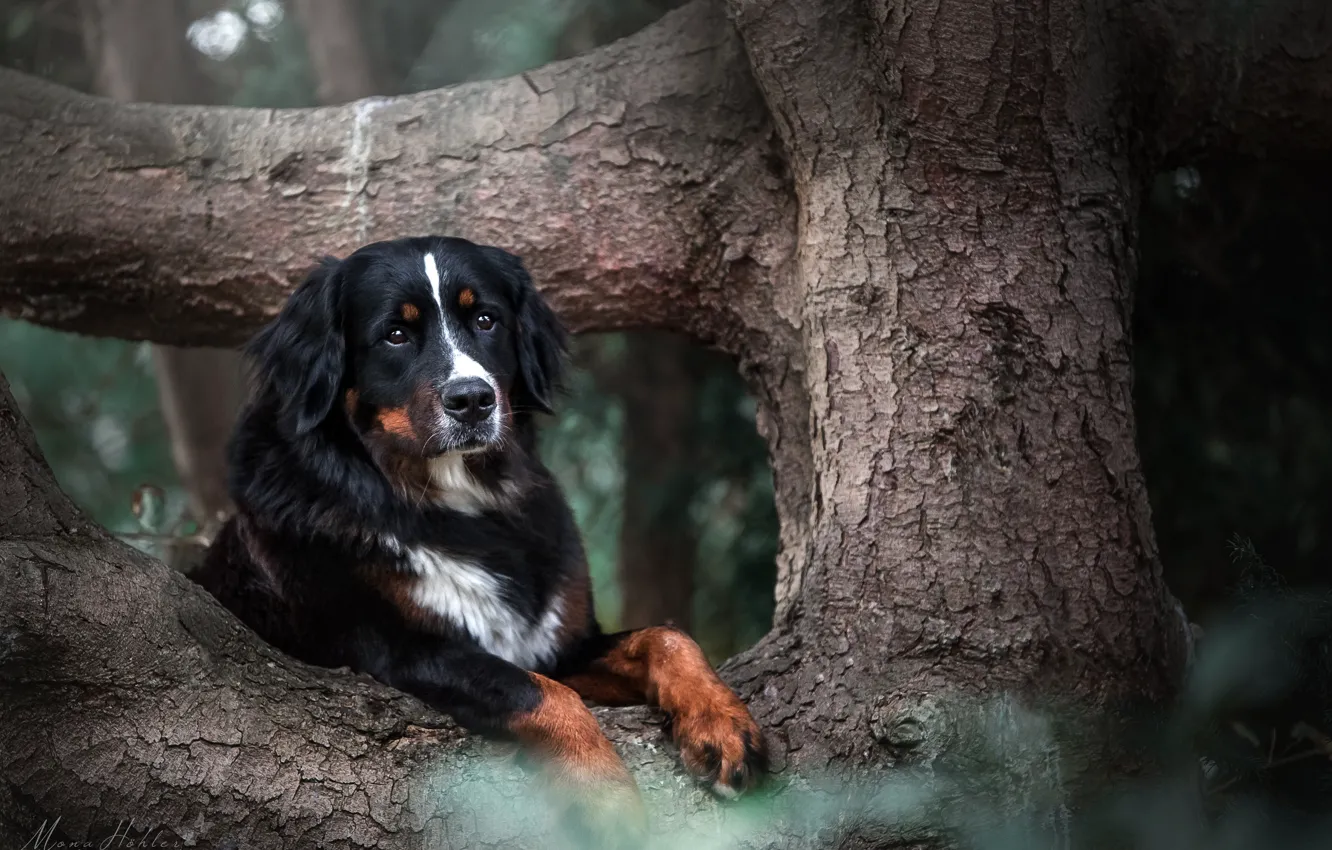 Фото обои дерево, собака, Бернский зенненхунд