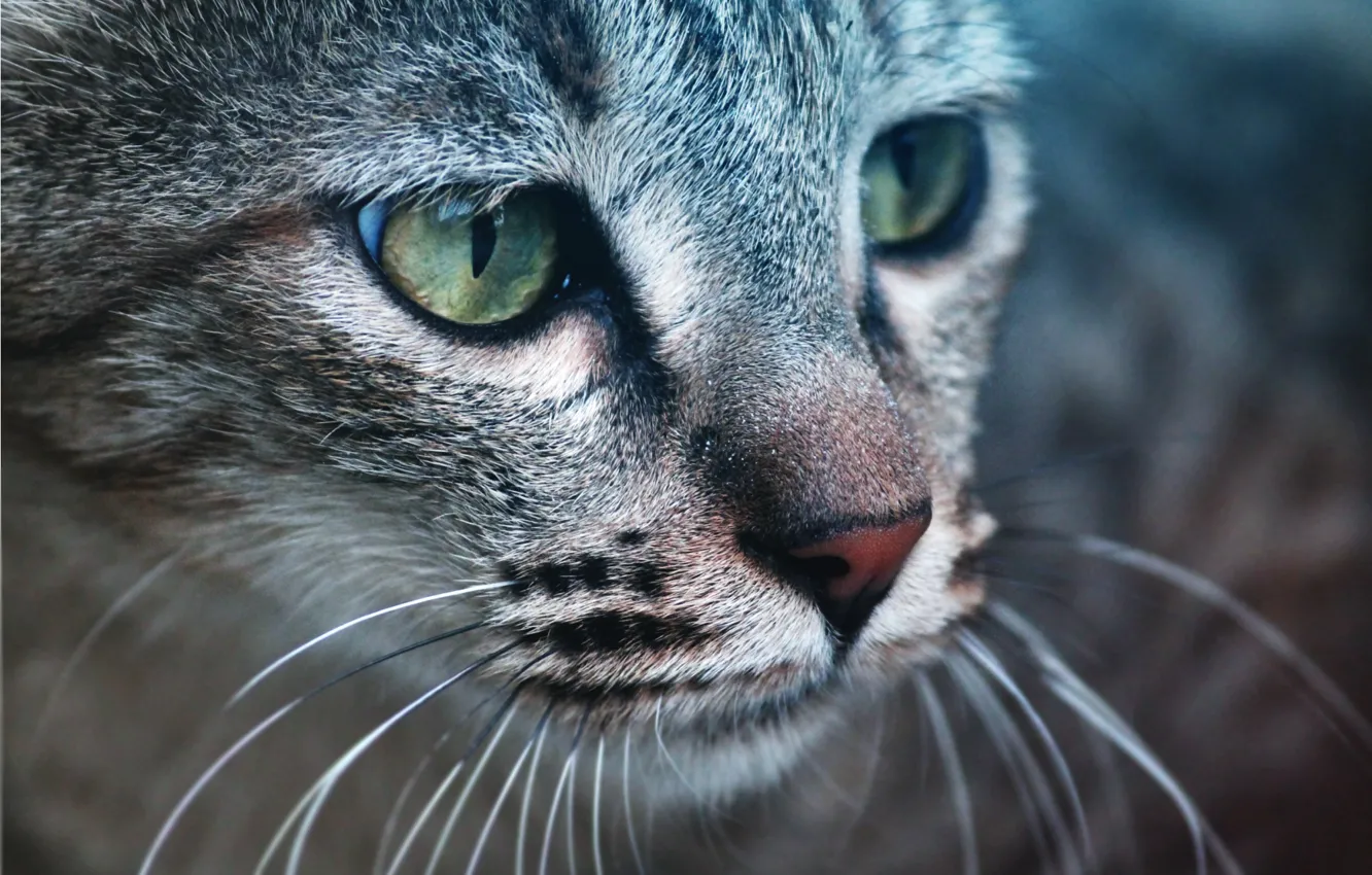 Фото обои cat, cat eyes, catty, cat face, cat baby