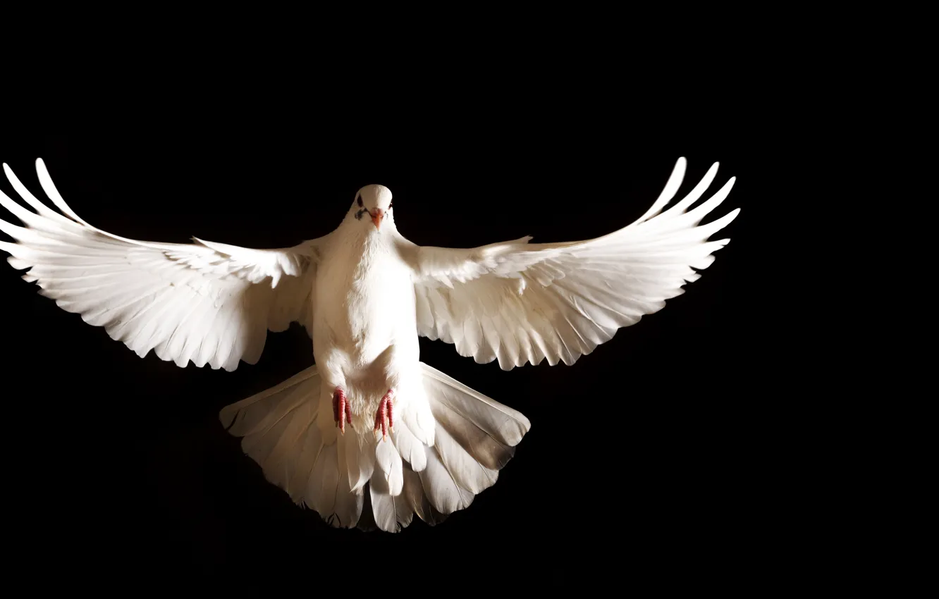 Фото обои white, feathers, dove