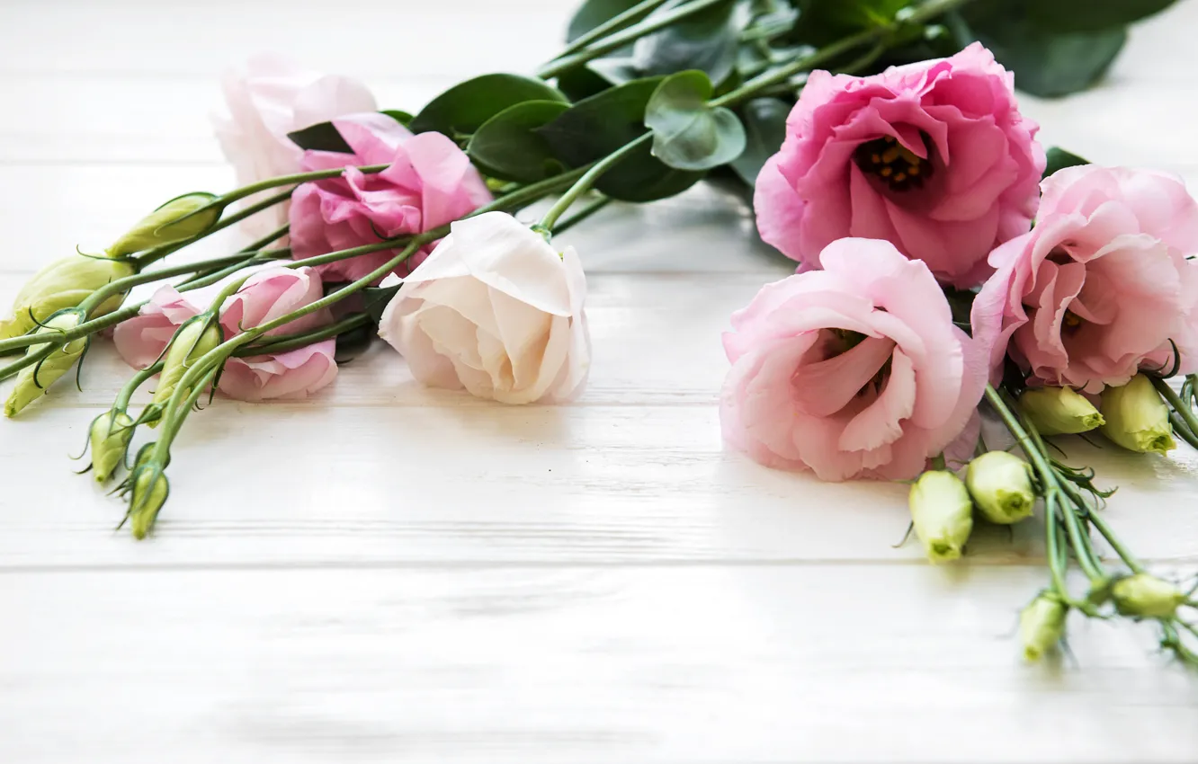Фото обои цветы, розовые, бутоны, эустома, Olena Rudo