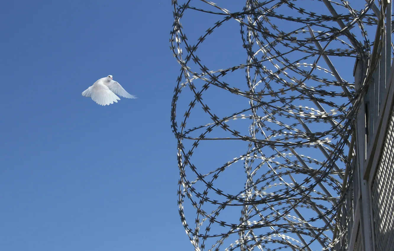 Фото обои Hа pоднyю землю yлететь, Голyби летят над нашей зоной, как мне хотелоcь c голyбями, Голyбям …