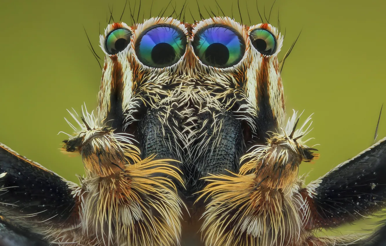 Фото обои глаза, макро, фон, портрет, паук, волоски, насекомое