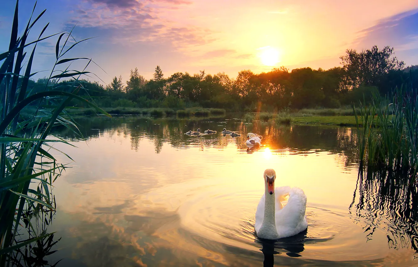 Фото обои небо, вода, солнце, закат, озеро, птица, камыш, зарево