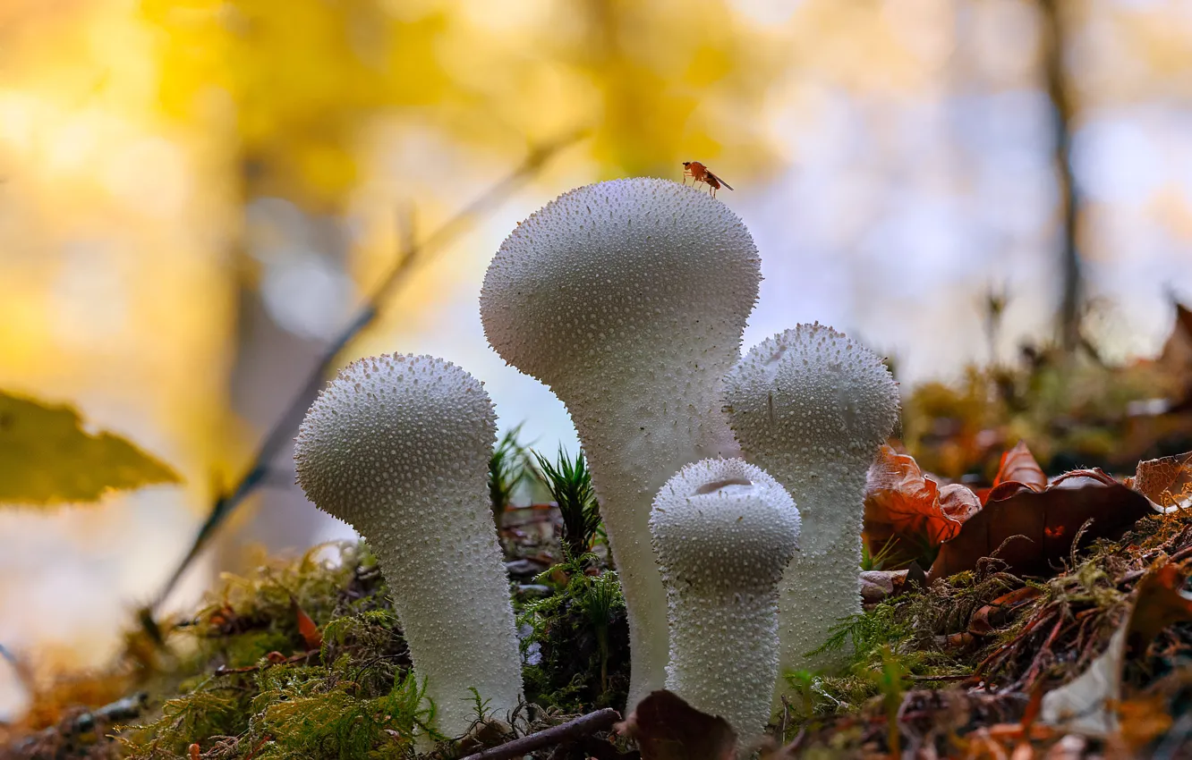 Фото обои осень, лес, природа, листва, грибы, боке, семейка