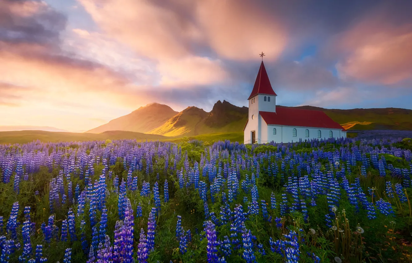 Фото обои цветы, природа, Весна, Лето, церковь, храм, Исландия