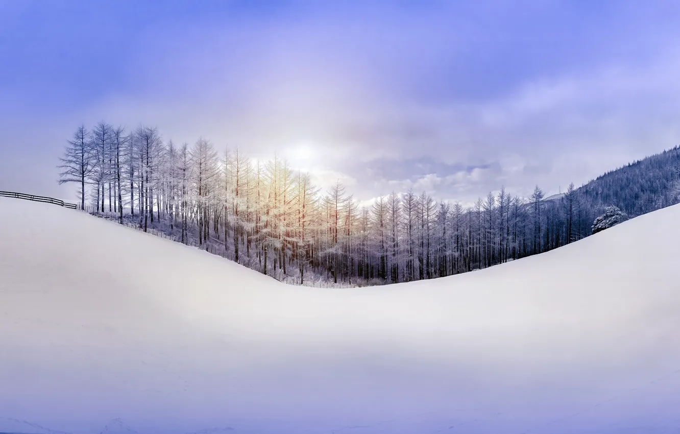 Фото обои зима, лес, небо, снег, природа, холм