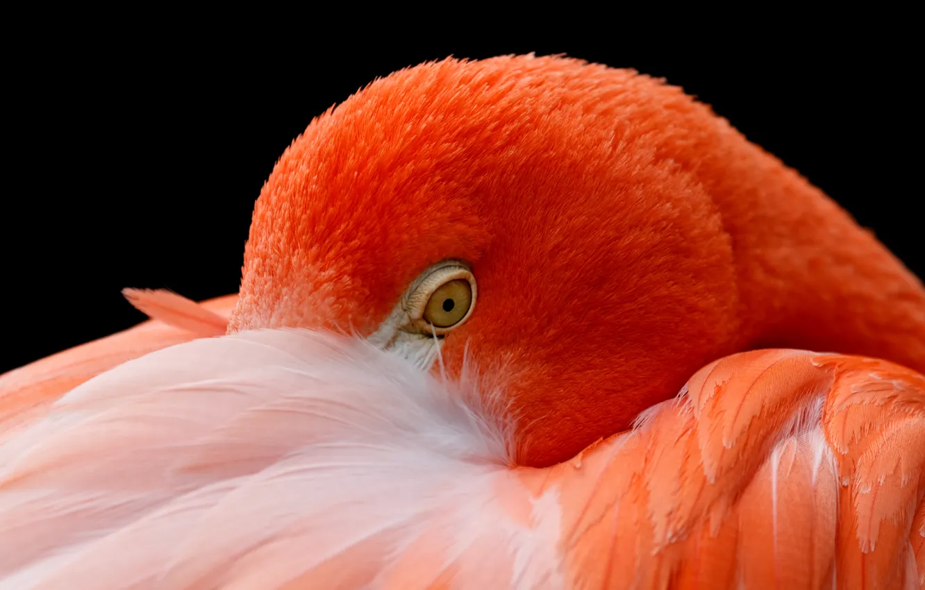 Фото обои птица, голова, перья, фламинго